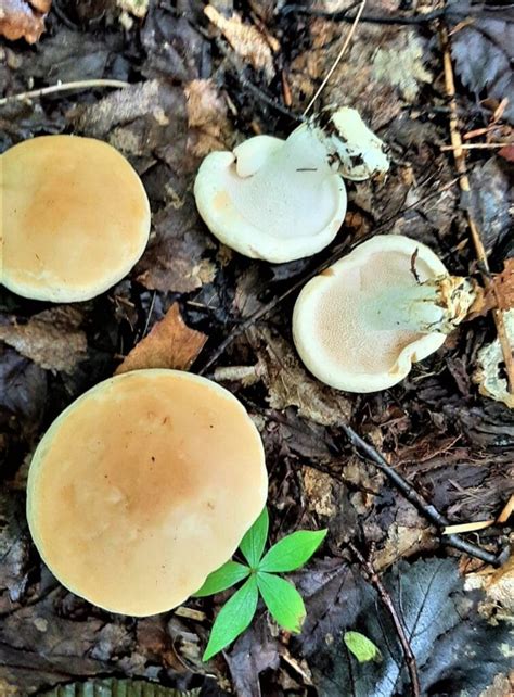 Hedgehog Mushrooms: Identification, Foraging, and Cooking - Mushroom Appreciation