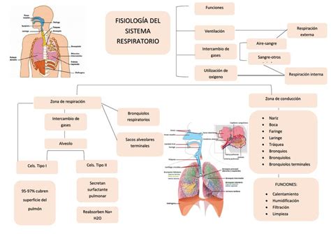 Fisiologia Sistema Respiratorio Hot Sex Picture