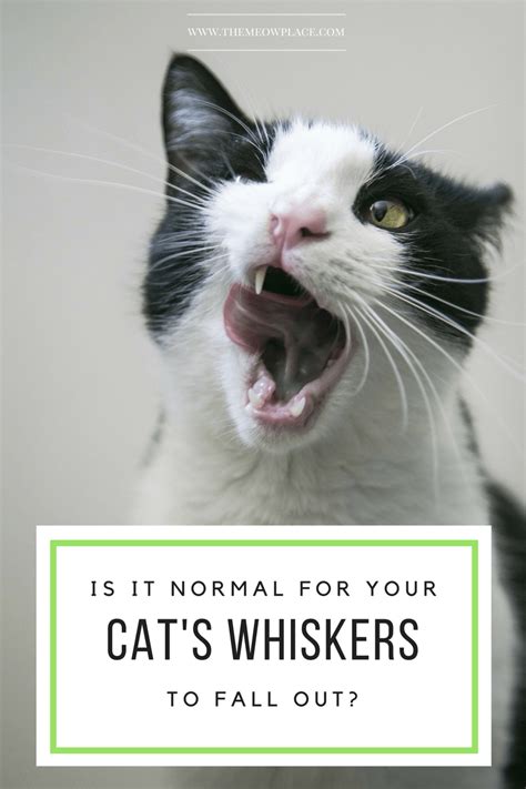 Is It Okay For A Cats Whiskers To Fall Out Handling Whisker Loss