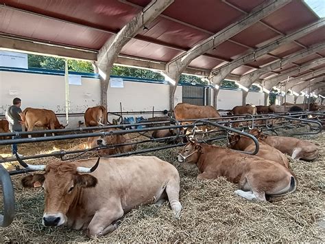 Cangas Del Narcea La Feria De San Andr S Ser Ma Ana Viernes De