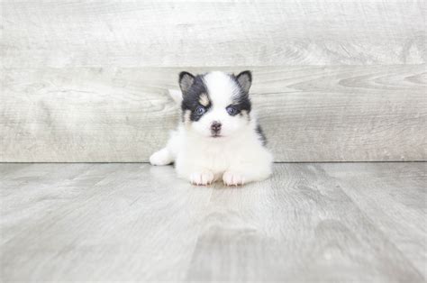 Pomsky puppies for sale | Small cross puppies breeds for sale in Ohio