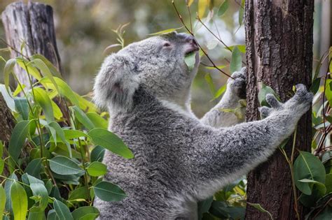 D Nde Viven Los Koalas H Bitat Alimentaci N Y Curiosidades