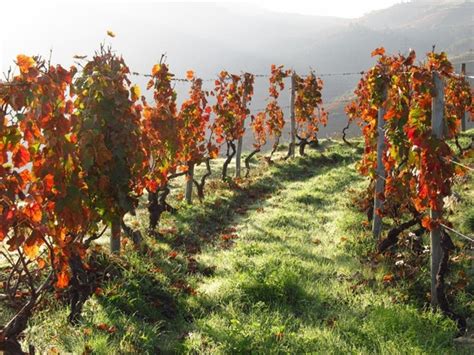 Best Wineries in the Douro Valley: Where to Try Port Wine - First Else