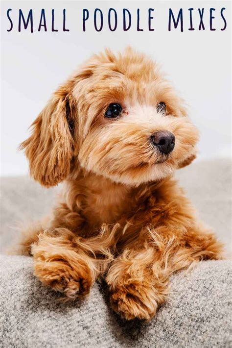 Small Poodle Mixes - 22 Adorable, Curly Poodle Mix Dogs