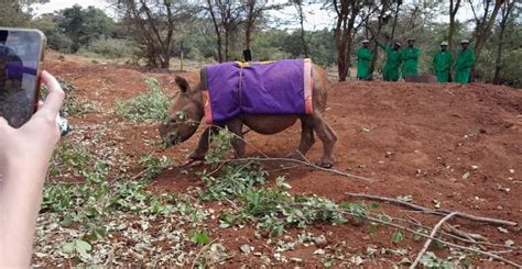 Giraffe Elephant Orphanage Bomas Of Kenya Day Tour Getyourguide