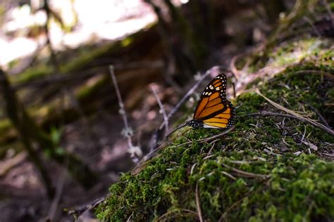 Mariposa Monarca Luis Alberto Malvaez Rojas Flickr