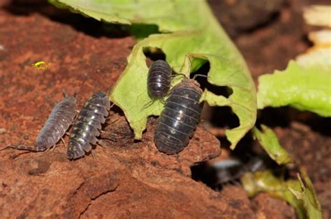 Cómo eliminar cochinillas de las plantas el jardín y la casa