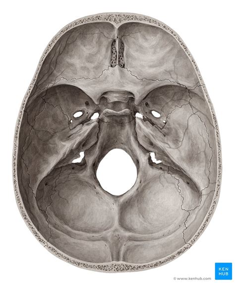 Foramen Of The Skull Diagram Quizlet