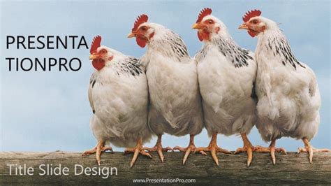 4 Chickens Powerpoint Template Presentationpro