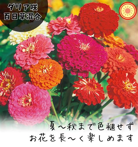 国華園オンラインショップ 種 花たね ダリア咲百日草混合 1袋1000mg