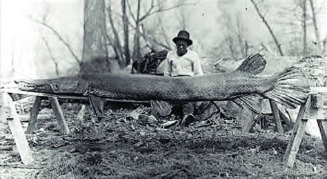 Alligator Gar, Moon Lake, Mississippi. March 1910, Neg. No. 117075 ...