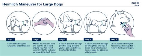 How to Perform the Heimlich Maneuver on Dog | Pashudhan praharee