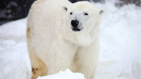 Día Internacional Del Oso Polar 4 Datos Curiosos De Este Animal En