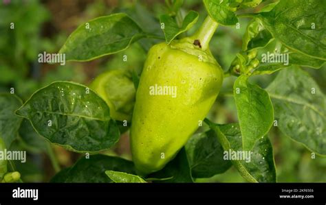 Pepper Bio Green Capsicum Annuum Jalapeno Farm Ripe Grow Fresh Plant