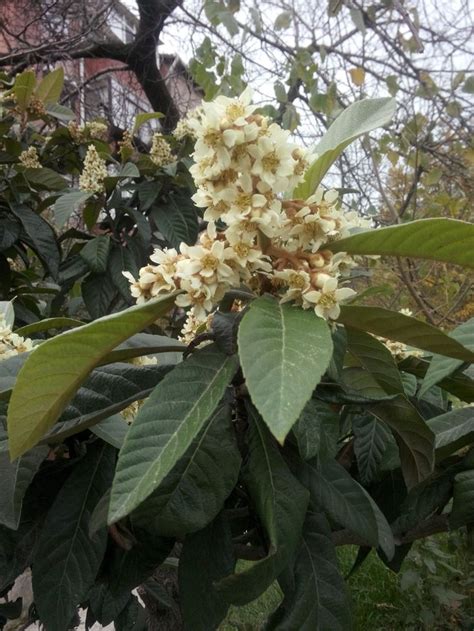 The Flowers Are Blooming On The Tree In The Yard And It S Hard To Tell