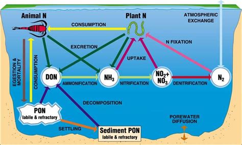 Nitrogen cycle in aquatic ecosystems. | Download Scientific Diagram