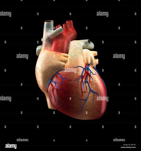 Anatomia Del Corpo Umano E Del Cuore 3d Immagini E Fotografie Stock Ad