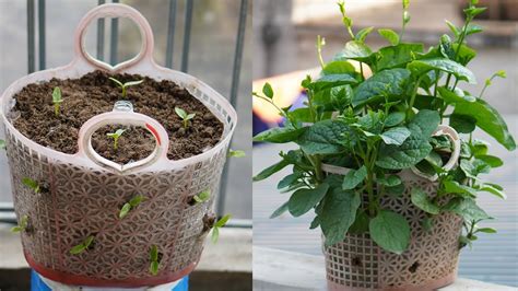 How To Grow Spinach In A Simple But High Yielding Plastic Basket Youtube