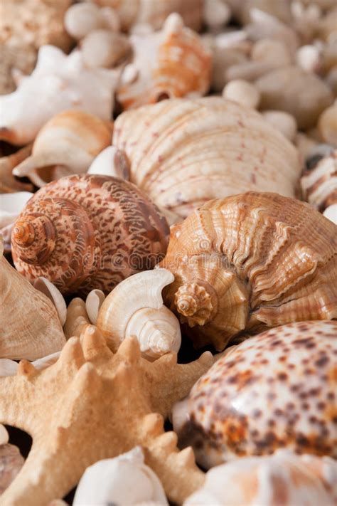 Conchas Do Mar E Fundo Dos Seixos Pedras Naturais Do Litoral Foto De