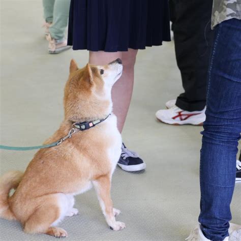 小動物のおせわ体験／yic京都ペット総合専門学校のオープンキャンパス情報と予約申込【スタディサプリ 進路】