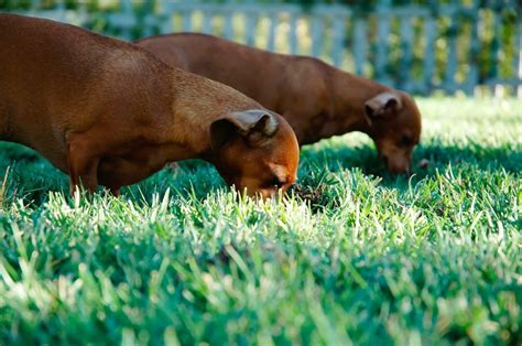 ¿por Qué Los Perros Comen Hierba Principales Causas Y Efectos