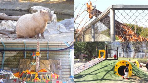 南台灣最大動物園！零距離餵水豚君、看孔雀開屏，免費樂園設施玩到不想走食尚玩家