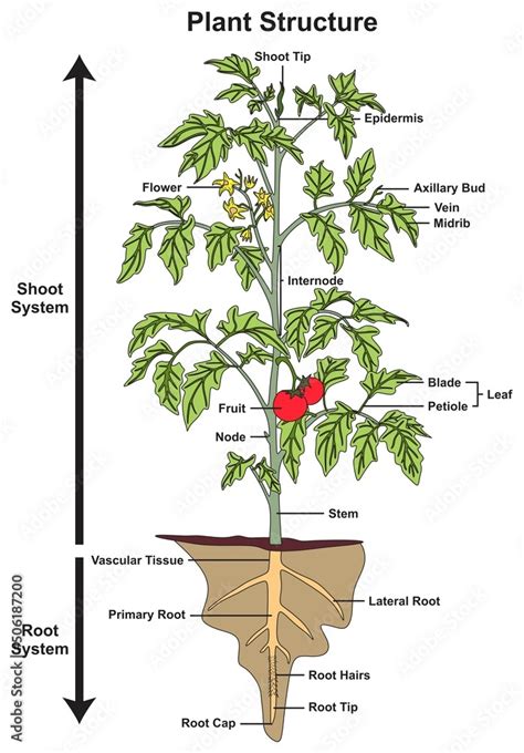 Plant structure and parts infographic diagram tree shoot root system ...