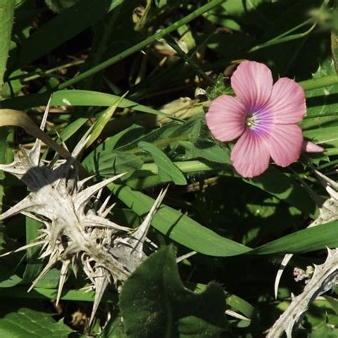 Like A Lily Among Thorns Is My Darling Among The Maidens Song Of