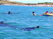 BBC NEWS UK England Cornwall Survey Team Spots Basking Sharks