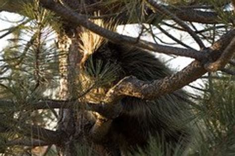 Wildlife of the Coconino National Forest - Owlcation