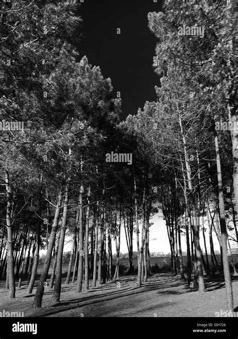 Trees, forest in black and white is also amazing Stock Photo - Alamy