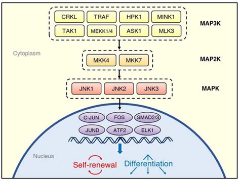 Ijms Free Full Text Jnk Signaling In Stem Cell Self Renewal And Differentiation