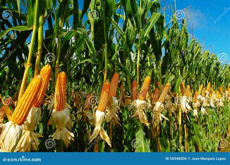 Corn Plantation Stock Photo Image Of Ready Agriculture 55048006