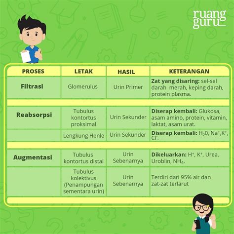 Proses Ekskresi Pada Tubuh Manusia Biologi Kelas 11