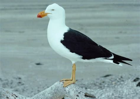 Pacific Gull | Tasmania, Australian birds, Nature photographs