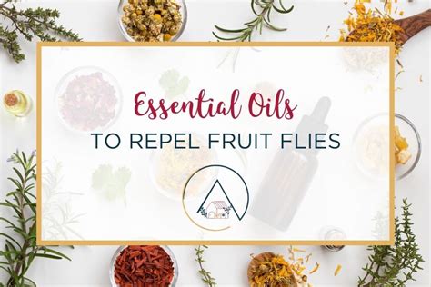 Top 15 Essential Oils To Repel Fruit Flies Our Blue Ridge House