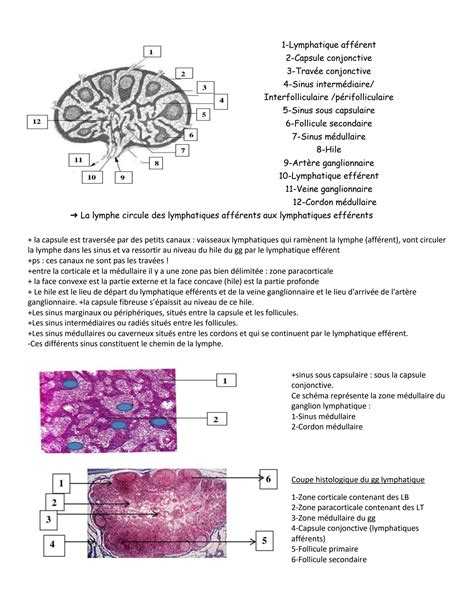 SOLUTION Histologie Studypool