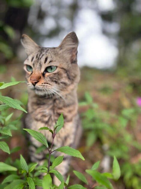 Premium Photo Kucing Bergaya Pet Portraits