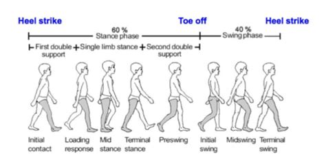 Gait Analysis Flashcards Quizlet