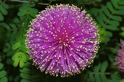 Mimosa Flower Photo, Natural Mimosa Flower, #14539