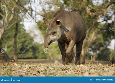 Brazilian Tapir Tapirus Terrestris Stock Image Image Of Nature