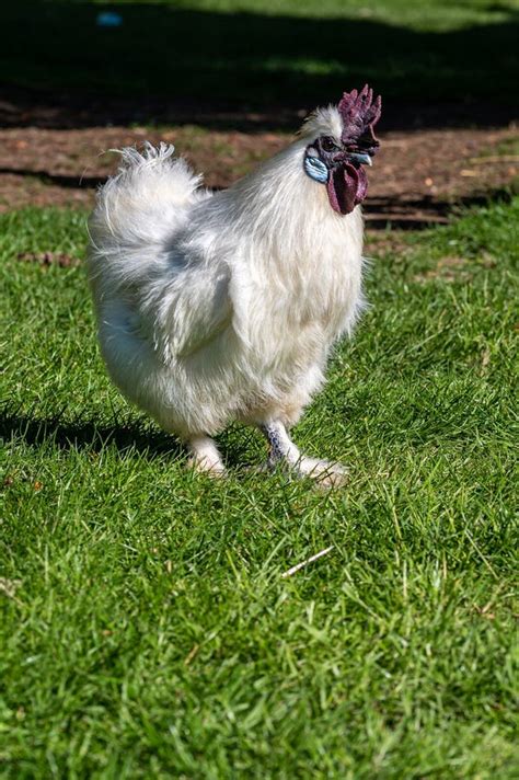 Silkie Chicken Also Known As Silky Or Chinese Silk Chicken Stock Photo