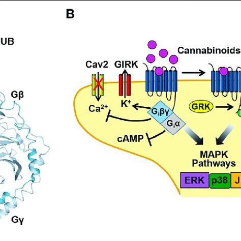 | Cannabinoid CB1 receptor structure and signaling. (A) Structural ...