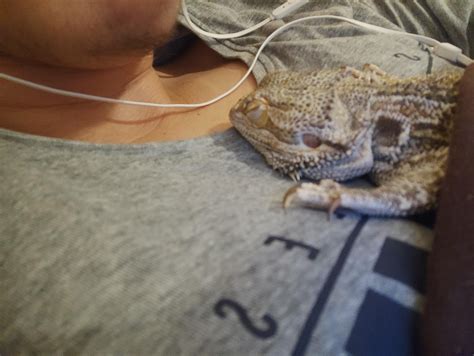 how to lizard sleeping too much cheap 5