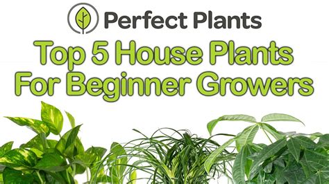 Top Easy To Grow House Plants For Beginners Myperfectplants