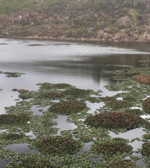 San Luis Potosí Detectan larva de paludismo en la Presa de San José