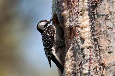 Red Cockaded Woodpecker Facts Range Habitat Diet Pictures