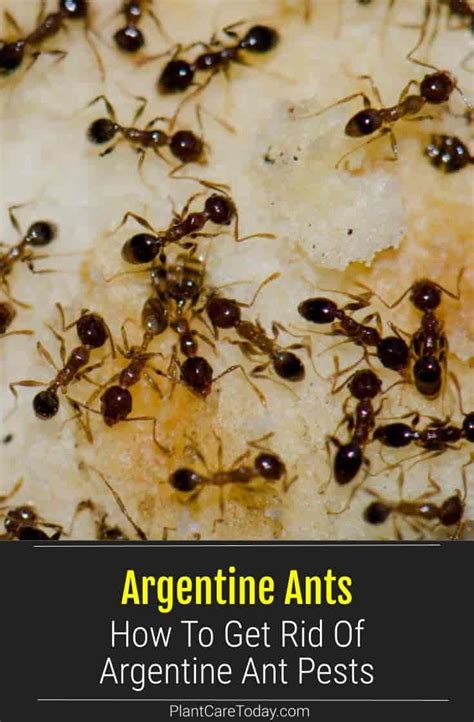 An Image Of Ants On The Ground With Text Overlay That Reads Argentina