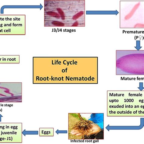 Life cycle of root-knot nematodes | Download Scientific Diagram