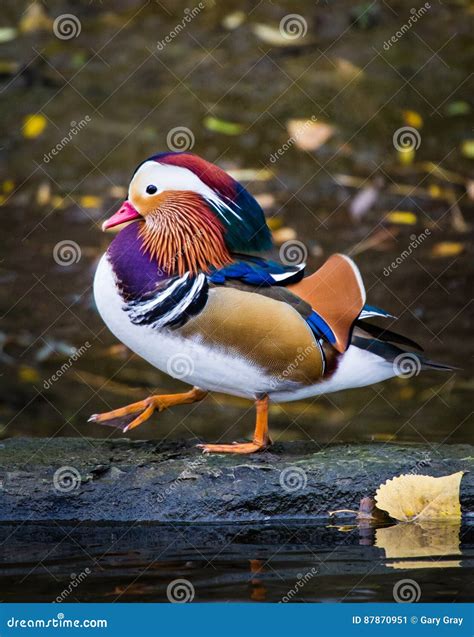 The Beautiful Mandarin Duck Stock Image Image Of Orange Gary 87870951